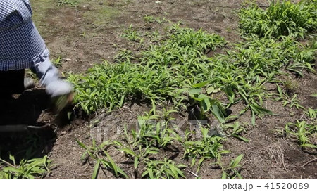 草取り 草むしり 人物 女性の写真素材 - PIXTA