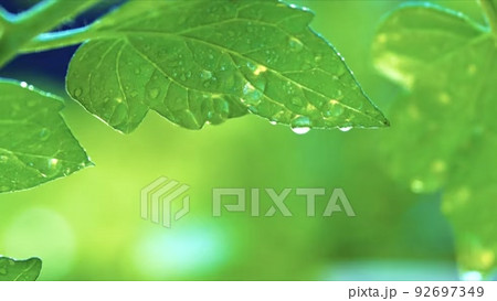 プチトマト少女ヌード写真集 女の子 少女 トマト プチトマトの動画素材・映像 - PIXTA